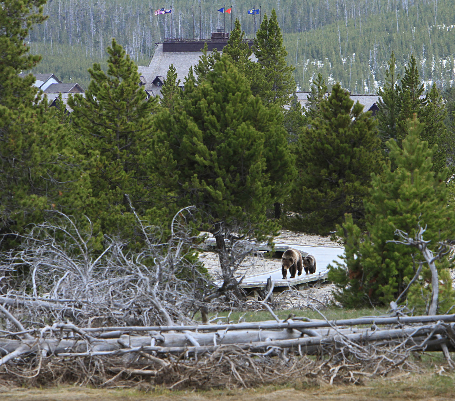 Grizzly Sow and Yearling on Boardwalk in Upper Geyser Basin